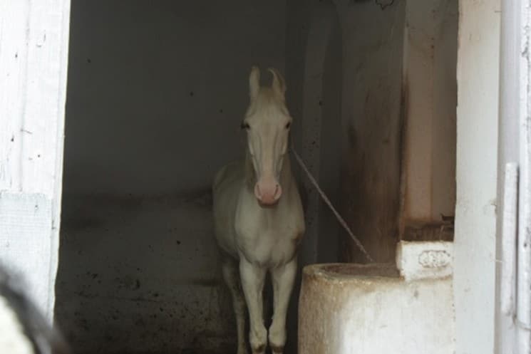 Persian calligraphy and Zuljanah symbol